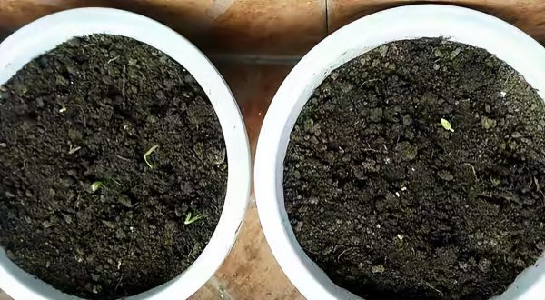 怎样种香菜出得好又快