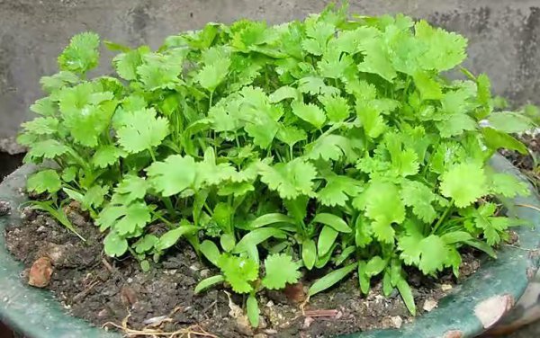 怎样种香菜出得好又快