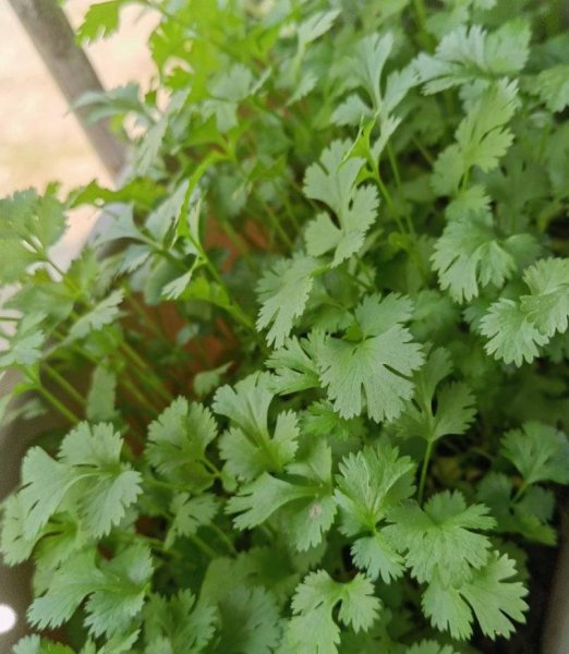 怎样种香菜出得好又快
