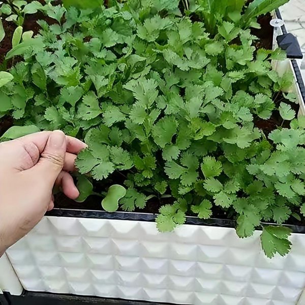怎样种香菜出得好又快
