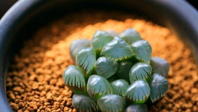 冰灯玉露如何养殖 冰灯玉露的养殖注意事项