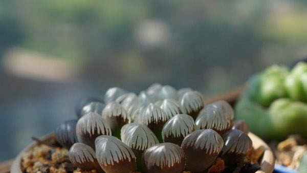 冰灯玉露如何养殖