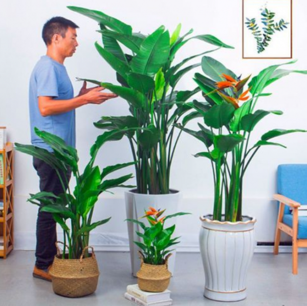 天堂鸟盆景怎么养