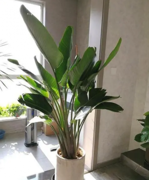 天堂鸟盆景怎么养