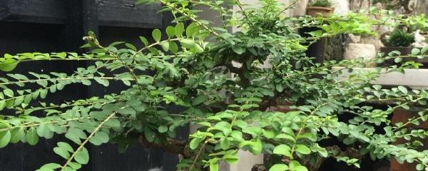 小叶女贞老桩盆景怎么养