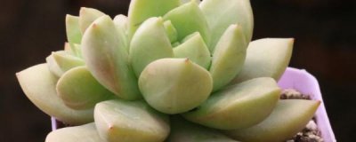 多肉盆栽怎么养护 详解多肉植物的栽培和管理