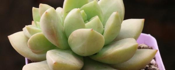多肉盆栽怎么养护