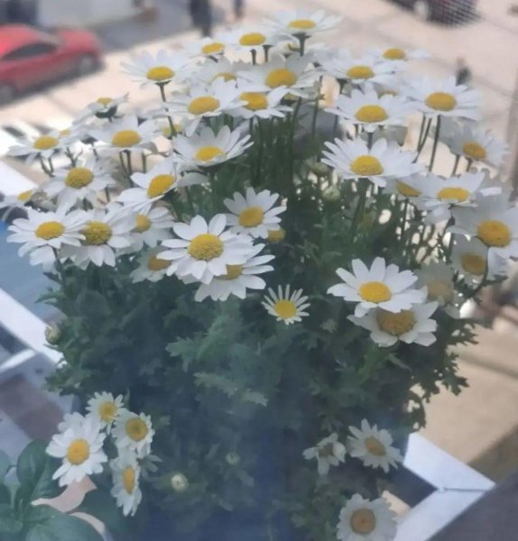 各种小菊花的名称及图片