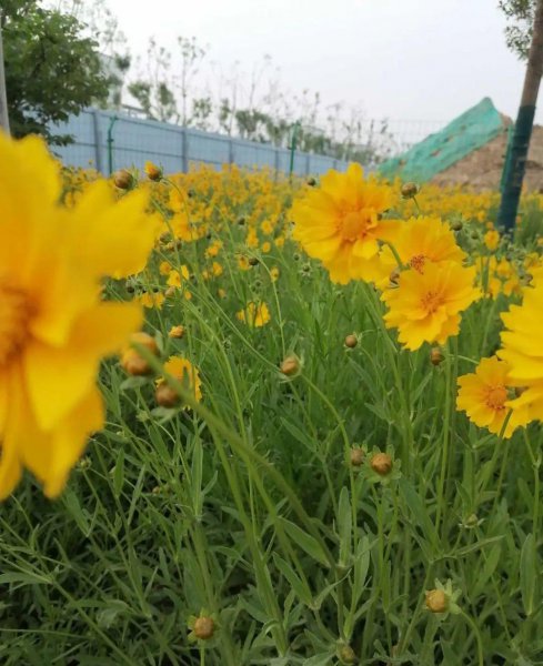 各种小菊花的名称及图片