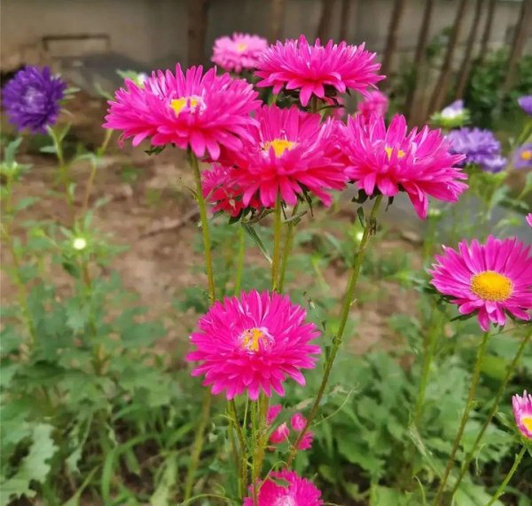 各种小菊花的名称及图片