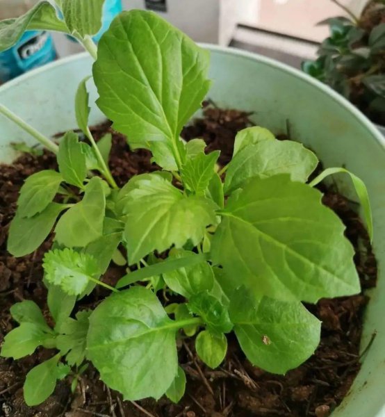 各种小菊花的名称及图片