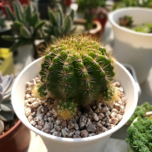 仙人球怎么养才能长好