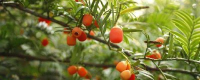 红豆杉怎么养盆栽 种植红豆杉的技巧介绍