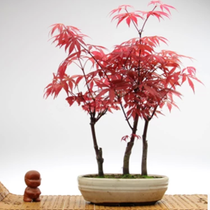 红枫有多少种品种