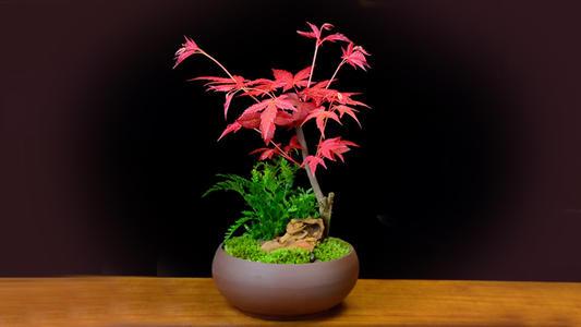 红枫有多少种品种