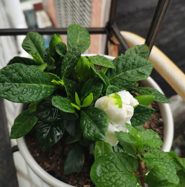 栀子花怎么养盆栽