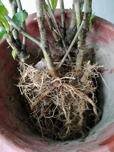 栀子花怎么养盆栽