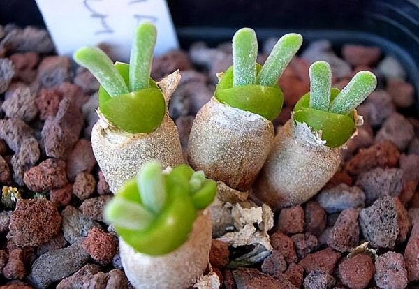 碧光环怎么养