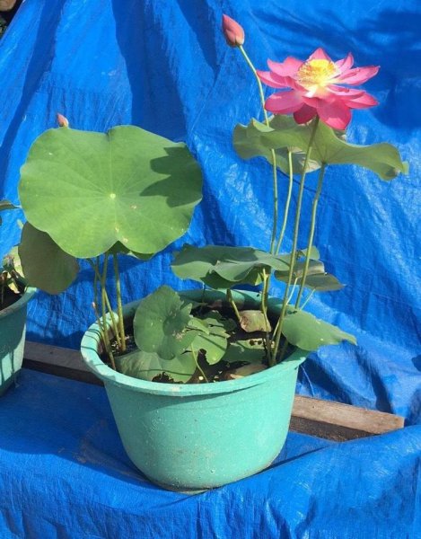 盆栽睡莲怎样养能开花