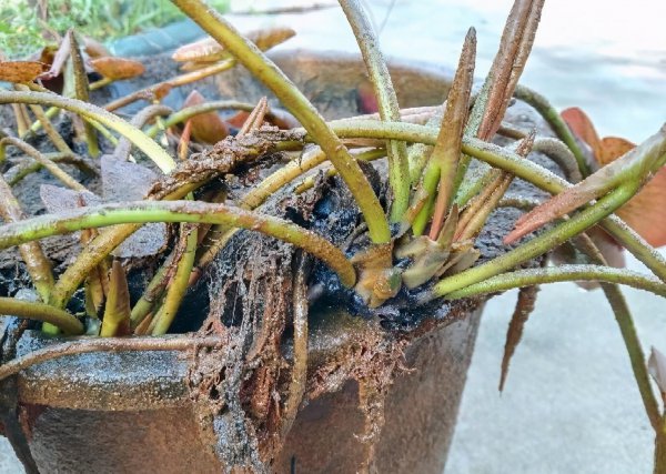 盆栽睡莲怎样养能开花