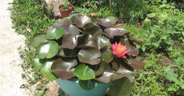 盆栽睡莲怎样养能开花
