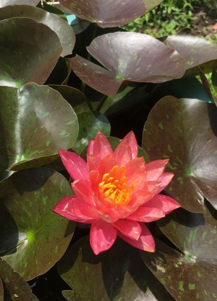 盆栽睡莲怎样养能开花