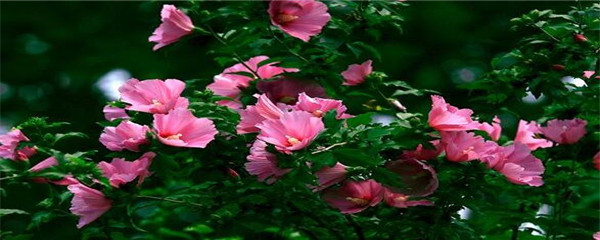 木槿花怎么养才能茂盛