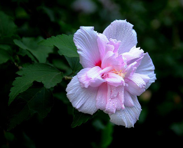 木槿花怎么养才能茂盛