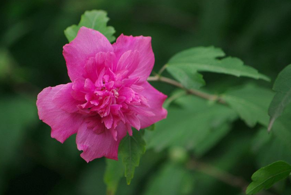 木槿花怎么养才能茂盛