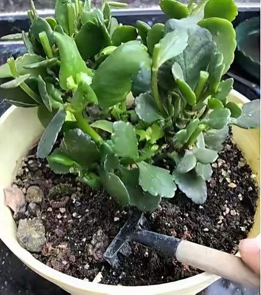 长寿花夏季如何养护