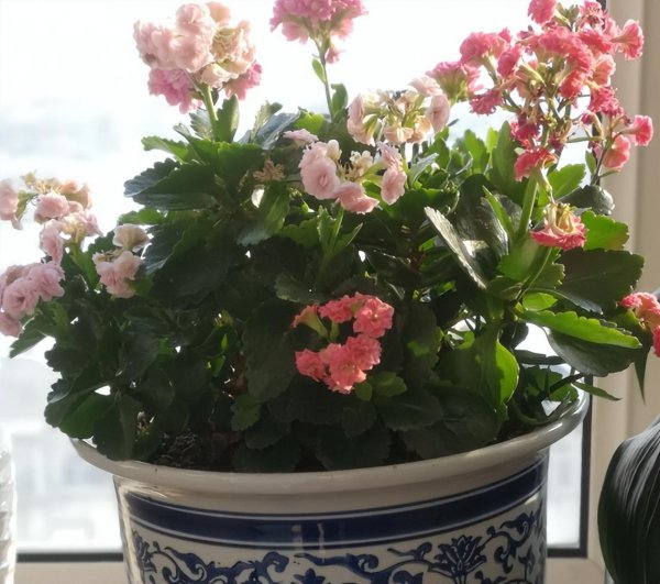 长寿花夏季如何养护