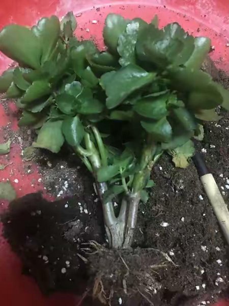 长寿花夏季如何养护