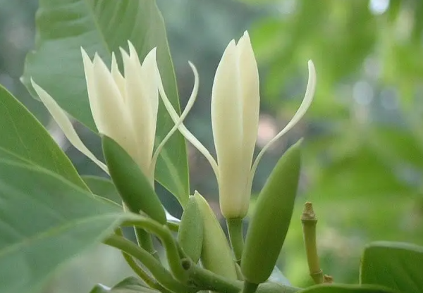 白兰花怎么养殖方法