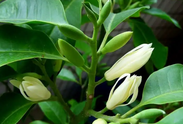 白兰花怎么养殖方法