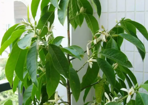 白兰花怎么养殖方法