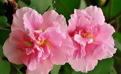 芙蓉树盆景怎么养 芙蓉树种植栽培技术