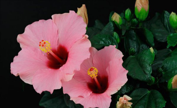 芙蓉树盆景怎么养