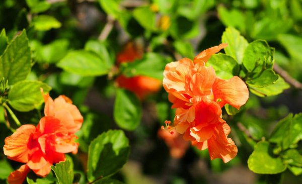 芙蓉树盆景怎么养