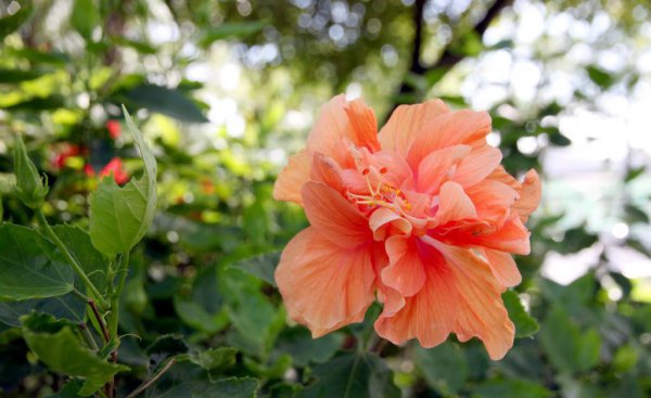 芙蓉树盆景怎么养