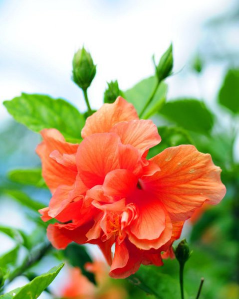 芙蓉树盆景怎么养