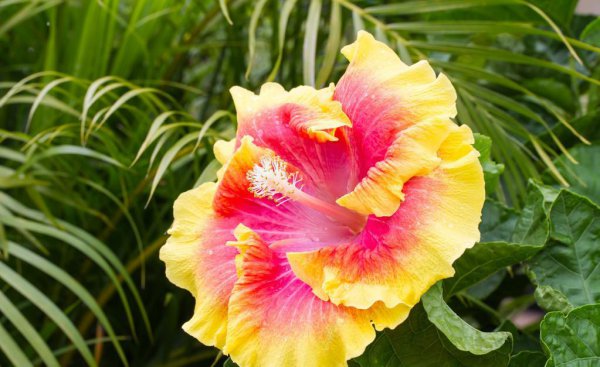 芙蓉树盆景怎么养