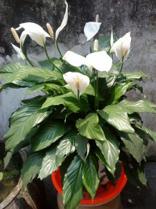客厅盆栽摆放什么植物最好 十种室内好养的植物推荐