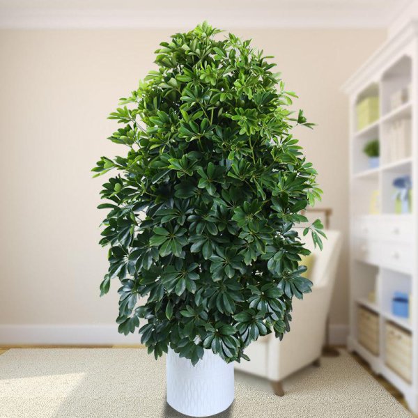 客厅盆栽摆放什么植物最好