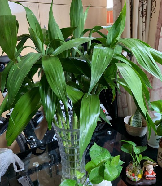 客厅盆栽摆放什么植物最好