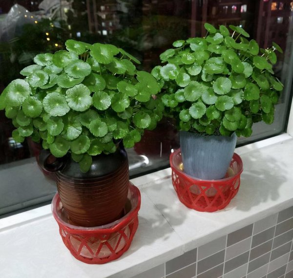 客厅盆栽摆放什么植物最好