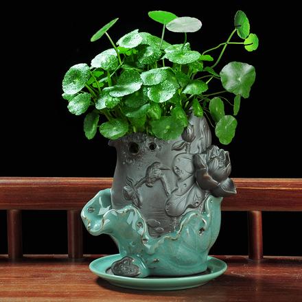 客厅盆栽摆放什么植物最好
