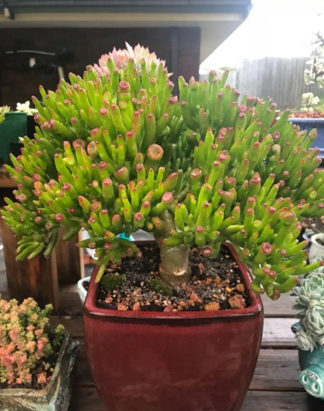 客厅盆栽摆放什么植物最好