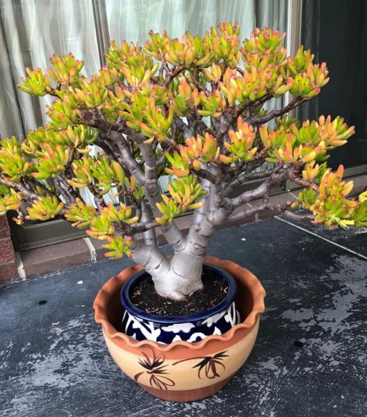 客厅盆栽摆放什么植物最好