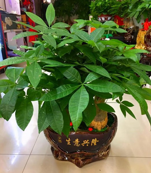 客厅盆栽摆放什么植物最好