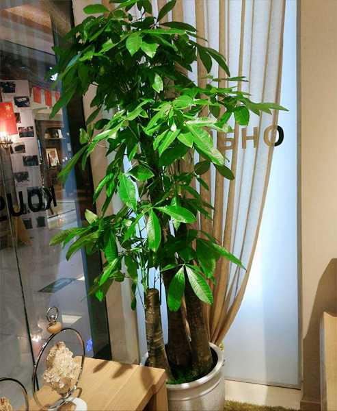 客厅盆栽摆放什么植物最好